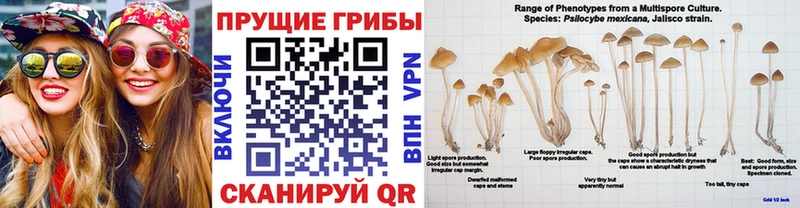 Галлюциногенные грибы прущие грибы Черняховск